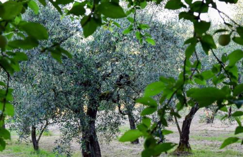 Cirillino Apartament - Foto 18