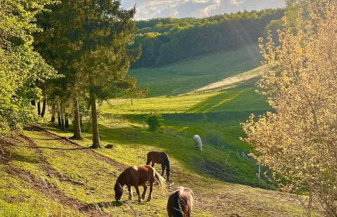 Stunning Home In Prokowo With Sauna - Foto 19