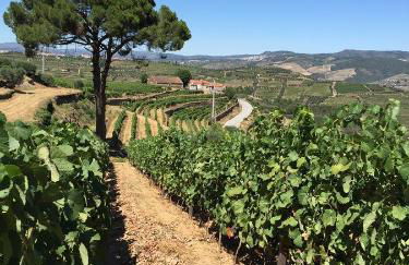 Quinta dos Espinheiros - Foto 37