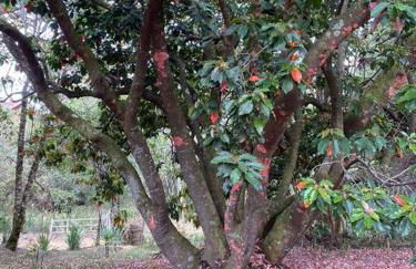 Cabana Vale Matutu - Foto 20