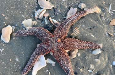 COFFEE on THE BEACH WINE on THE MARSH DOCK - Foto 55