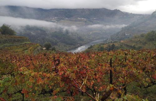 Quinta Barqueiros D'Ouro - Casa da Música - Photo 30