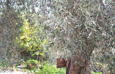 Azienda Agrituristica Biologica Il Querceto - Foto 13