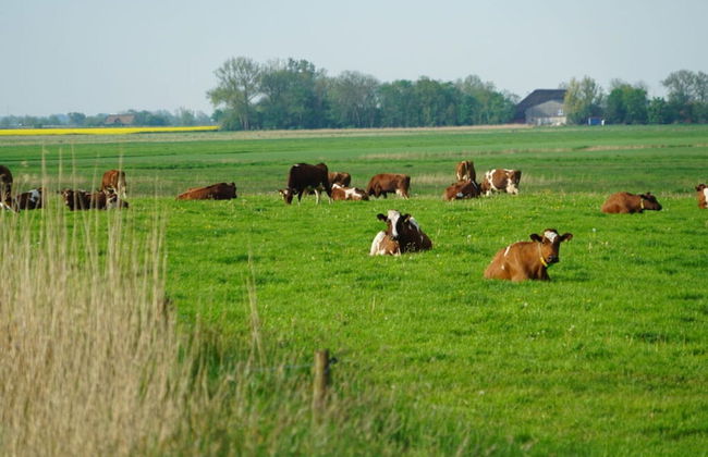 Grandpa Hans Modern Retreat - Foto 9