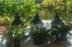 Villa Castellanos - Photo 5