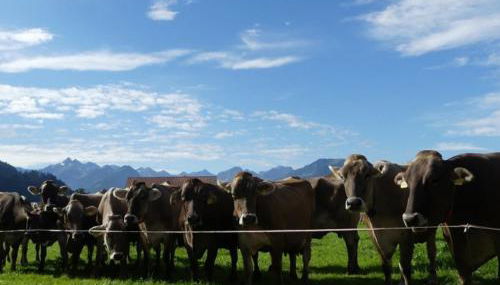 Hemerhof - Ferienwohnungen - Foto 4