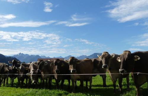 Hemerhof - Ferienwohnungen - Foto 4