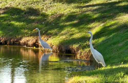 Low Country Cottage in Beautiful Habersham - Photo 58