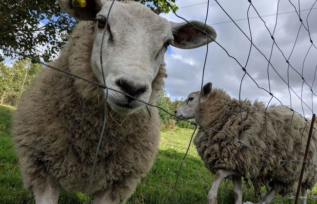 Nymarksminde Apartments & Farmpark - Foto 32