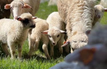 Rancho Zalinski - Foto 6