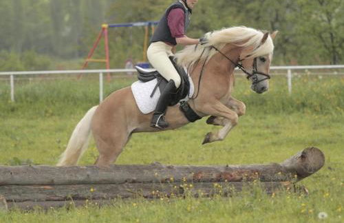 Haflinger Reiterhof Meura - Foto 14