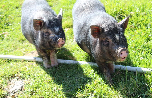 El Hostel Granjero - Foto 41