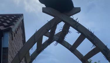 Chez Little Black Cat - Foto 5