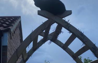 Chez Little Black Cat - Foto 5