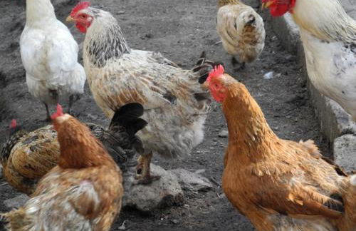 Agriturismo Piccolo paradiso - Foto 49