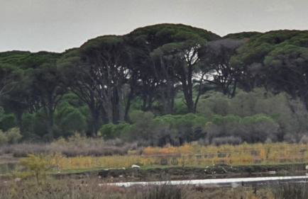 PETROS ROOMS to LET KALOGRIA BEACH - Foto 15