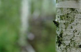 Domki na Górniej Łące - Domek Górny - Foto 60