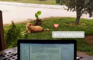 Ktima Anastasia - Foto 12