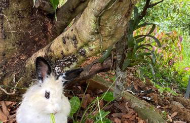 Hospedagem Recanto das Orquideas - Photo 59