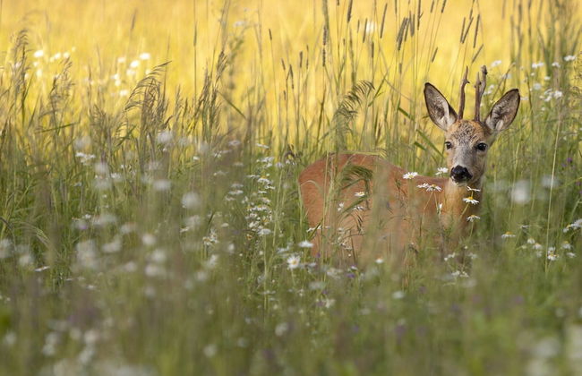 Restyled Bungalow, Near the Hunebed Center - Photo 38