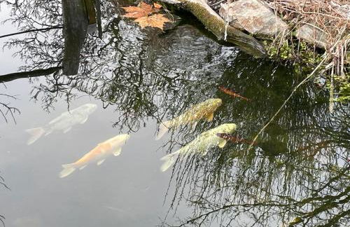 Dreisessel Dreiländereck Pool Sauna - Foto 17