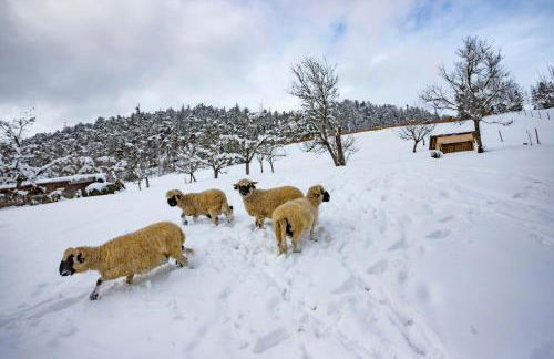 Ferienwohnungen Holler - Foto 47