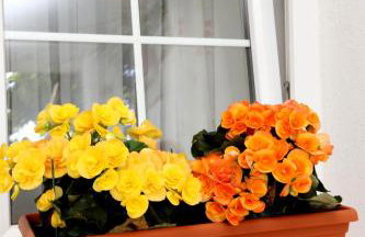 Apartments by the sea Viganj, Peljesac - 10140 - Foto 8