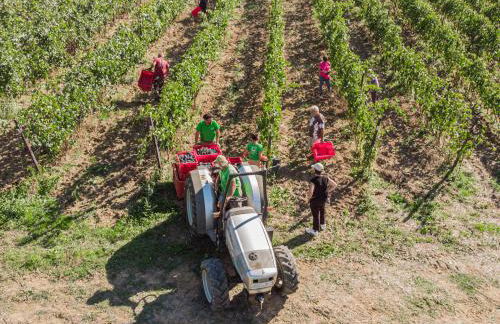Il Querciolo - Azienda biologica, Agriturismo e Cantina - Foto 52