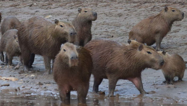 Sunset River Boat + Capybara Watching - Foto 2