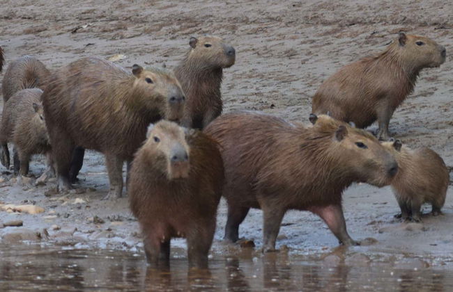 Sunset River Boat + Capybara Watching - Foto 1