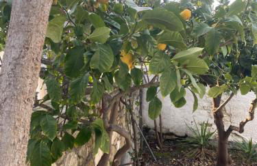 Manousos Guest House - Foto 18