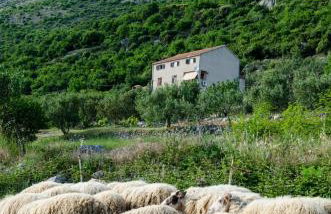 Olive Garden Apartments - Foto 47