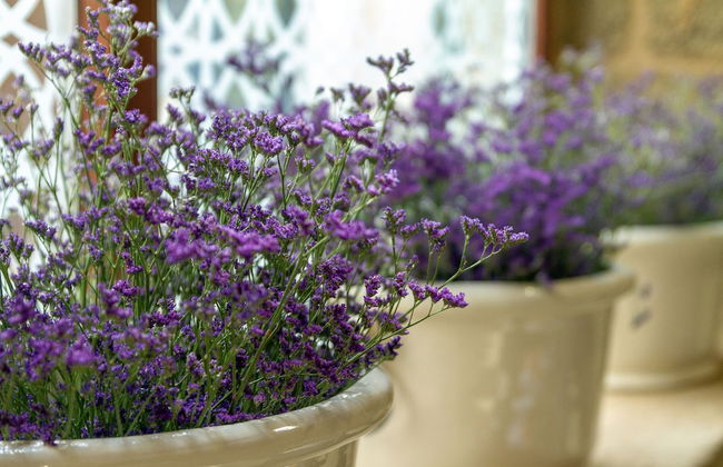 Rúa Travesa - Foto 42