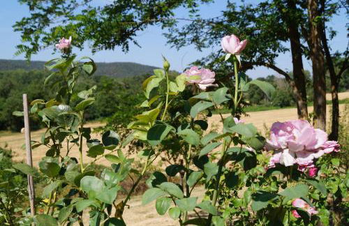 Agriturismo Bonzalone - Foto 9