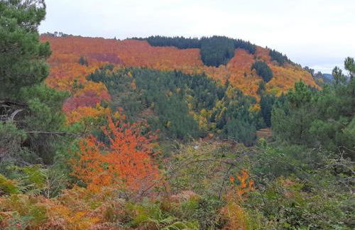 H(a)ver as Faias - Foto 32