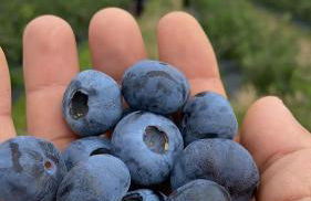 Quinta da Cumieira Nova - Foto 26