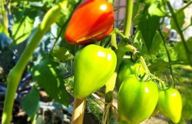 Etape à la campagne - Photo 11