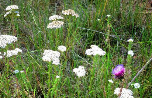 Enchanting Cabin Rental near Colorado Springs, Colorado - Foto 34