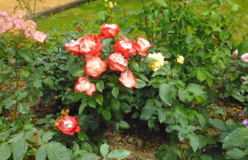 Spacieuse fermette près des châteaux & Zoo de Beauval avec activités et grand jardin - FR-1-591-218 - Foto 6