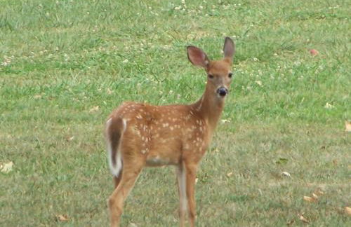 Historic cabin off I-77, views, antiques, Wi-fi, wonderful experience for 2! - Foto 44