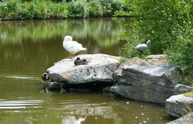 Splendid Chalet in Gouvy With Fenced Garden - Foto 34