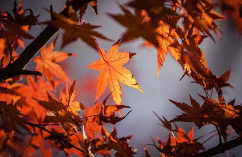 La finestra sul giardino - Edolo - Foto 31