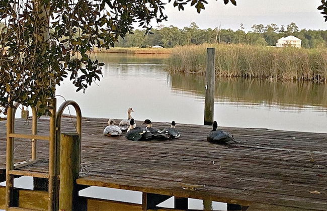 Porpoise Pass - Ground Floor Guest Suite - Foto 33