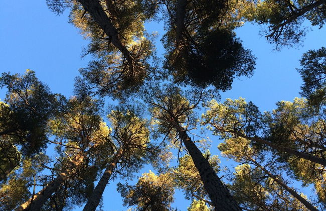 The Dell of Abernethy - Photo 74