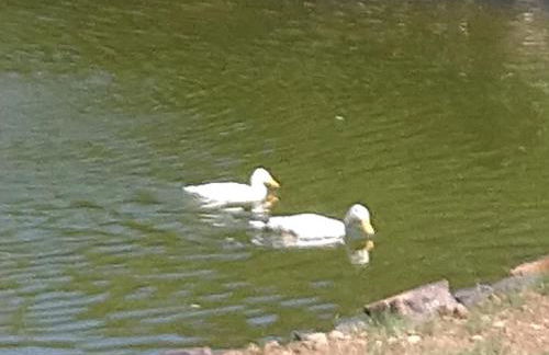 Heidehof Hellenthal - Foto 47