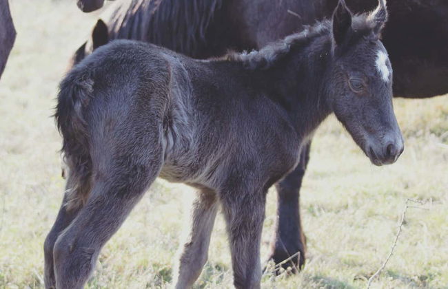 Visite du centre de découverte du bison d'Europe - Photo 6