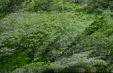 Glowing Mountain view tree house - Photo 16