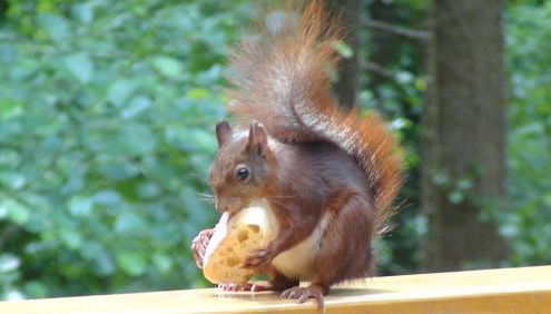 Hôtel Résidence La Maison par Les Pins Sylvestres Amnéville les Thermes - Foto 2, Garden, Garden view
