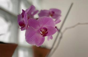 Casa confortável com um quarto - Foto 10