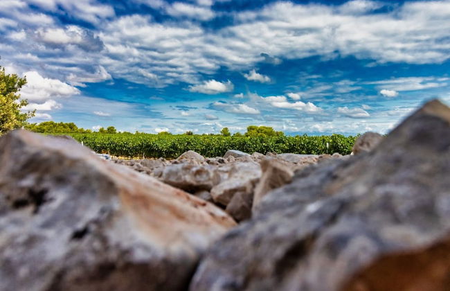 Vintage Winehouse Backov - Foto 33